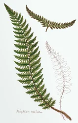 "Polipodium aculeatum", maintenant Polystichum achuleatum, une fougère commune des bois humides à travers les îles britanniques, de "Filices Brittanicae; une histoire des fougères britanniques appropriées", 1785