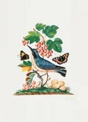 Fauvette subalpine