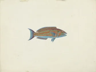 Un poisson, El Hudderi Imbo