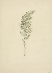 Arundinaria alpina K. Schum. (Bambou africain) : dessin fini de l