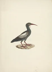 Bostrychia carunculata (Ibis caronculé)