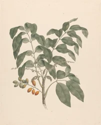 Brucea antidysenterica J. Miller (Arbre de James Bruce) : dessin fini avec tige de fruits ajoutée