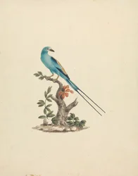 Coracias abyssinicus (Rollier d