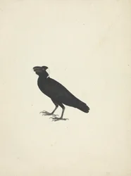 Corvus crassirostris (Corbeau à gros bec)