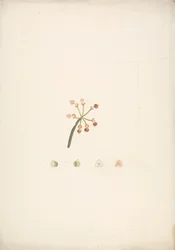 Euphorbia nubica N.E. Br. (Euphorbe nubienne) : dessin fini de la tige florissante et fructifère, avec détails des dissections florales