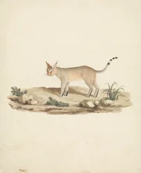 Felis caligata (Lynx botté)