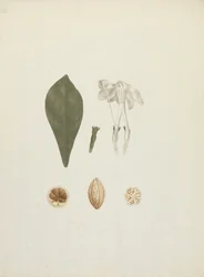 Gardenia ternifolia Schum. & Thonn. (Jovis-Tonantis) : dessin fini avec détail supplémentaire du fruit