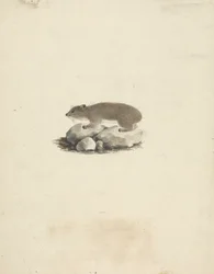 Heterohyrax brucei (Daman des Rochers à Taches Jaunes)