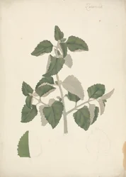 Labiatae (espèce indéterminée) : dessin fini d