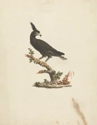 Lophaetus occipitalis (Aigle à longue crête)
