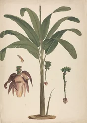 Musa x sapientum L. (Banane) : dessin fini avec détails de l