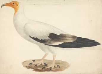Neophron percnopterus (vautour égyptien)