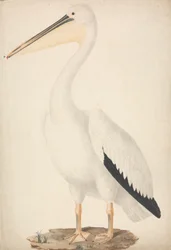 Pelecanus onocrotalus (Grand Pélican Blanc)