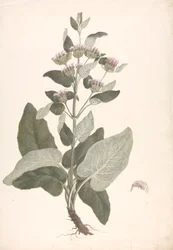 Phlomis herba-venti L. : dessin fini