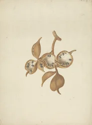 Sterculia africana (Lour.) Fiori : dessin fini de la tige avec des gousses de graines, certaines ouvertes montrant des graines