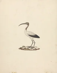 Threkiornis aethiopicus (Ibis sacré africain)