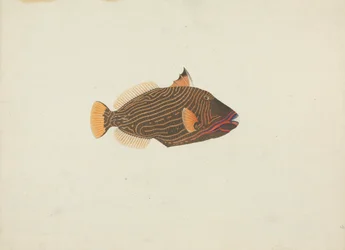 Poisson non identifié