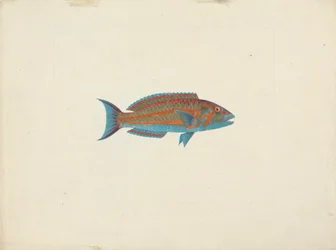 Poisson non identifié