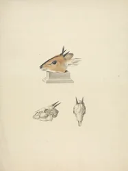 Madoqua non identifié (Dik-dik) : étude de la tête et du crâne