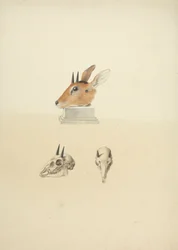 Madoqua non identifié (Dik-dik) : étude de la tête et du crâne