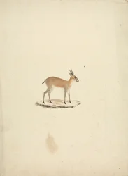 Madogua non identifié (Dik-dik)