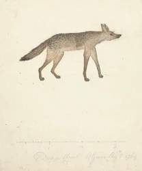 Loup
