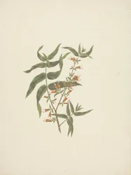 Woodfordia uniflora (A. Rich.) Koehne : dessin fini de la pousse en fleur