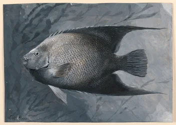 Poisson-ange