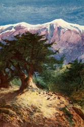 Cèdres du Liban - Matt. xii. 33, vers 1924. Créateurs : James Clark, Henry A Harper