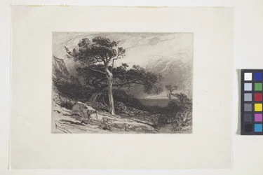 Vieux cèdres, côte du Maine