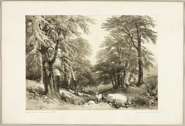 Hêtres dans le Parc d