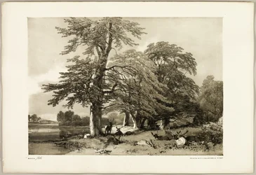 Hêtre, du Parc et la Forêt