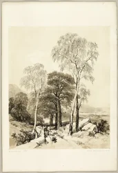 Bouleau et chêne, du parc et de la forêt