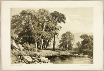 Peuplier Noir, du Parc et la Forêt