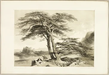 Cèdres du Liban, extrait de The Park and the Forest