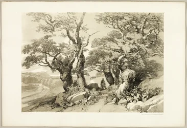 Vieux chênes, du Parc et la Forêt