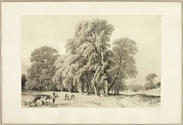 Platanes, du Parc et la Forêt