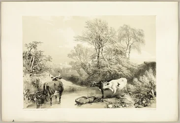 Épine, saule, hêtre et bouleau, du Parc et la Forêt