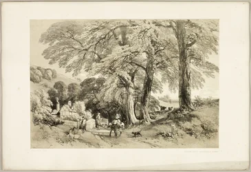 Orme de Wych, de Le Parc et la Forêt