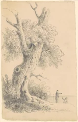 Arbre près du rivage