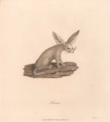 Fennec