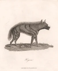 Hyène