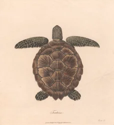 Tortue