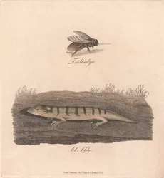 Tsaltsalya / El Adda