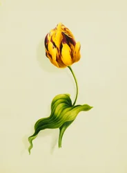 Tulipe perroquet, 1826