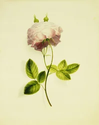 Une Rose Rose