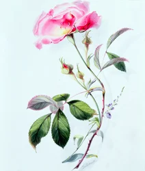 Une rose