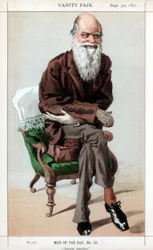 Sélection naturelle, 1871