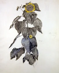 Tournesols