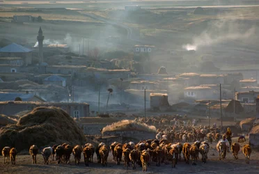 Un grand troupeau de bovins se dirige vers le pâturage à travers une ville rurale poussiéreuse. Enrentepe, Turquie.